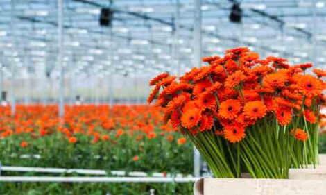Renewable Energy Living: Floriculture Pesticides, Sustainable Beer and Recycled Tire Rubber Image